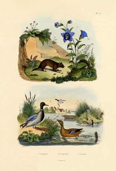 Arvicola di Prateria da French School